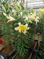 [5180 Catina No01.JPG]